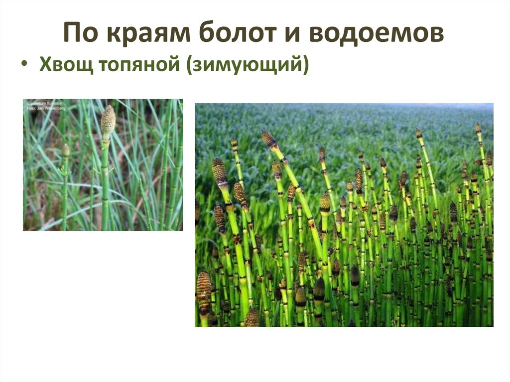 По краям болот и водоемов