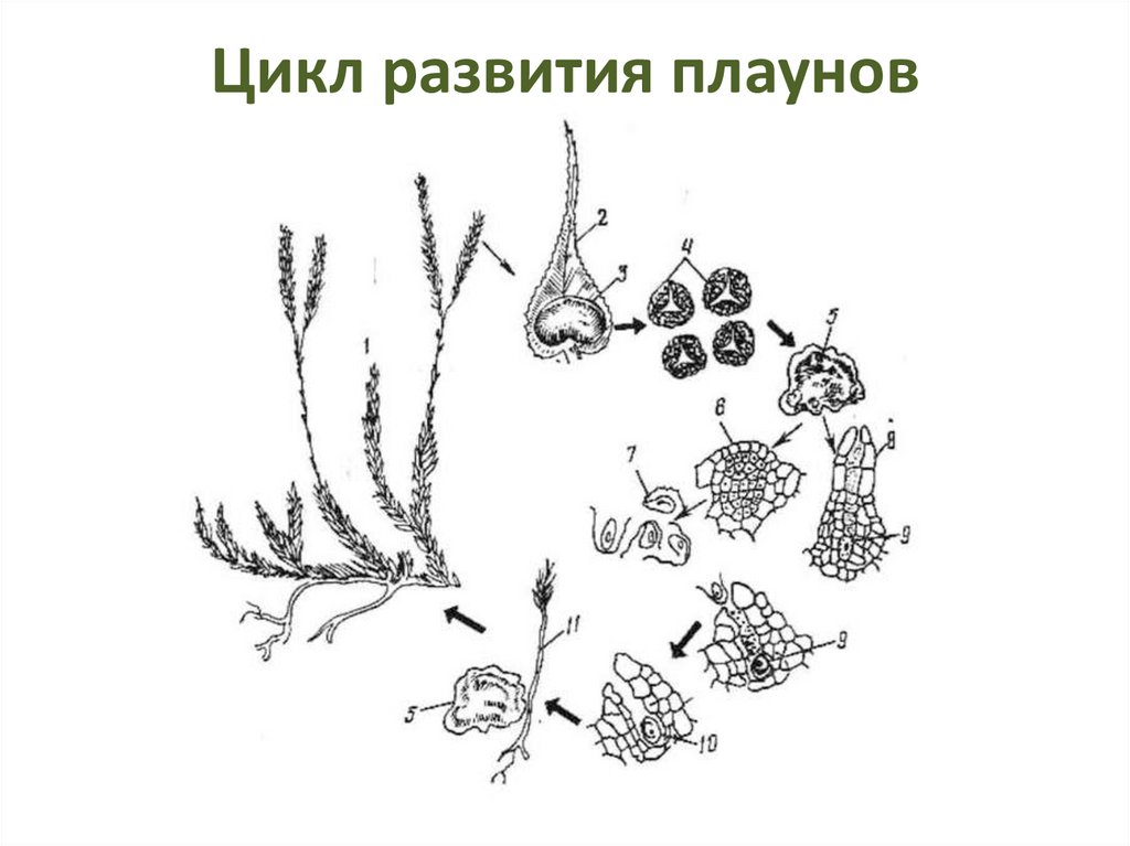 Цикл развития плаунов