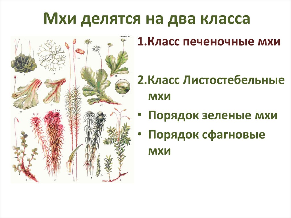 Три примера растений относящихся к мхам