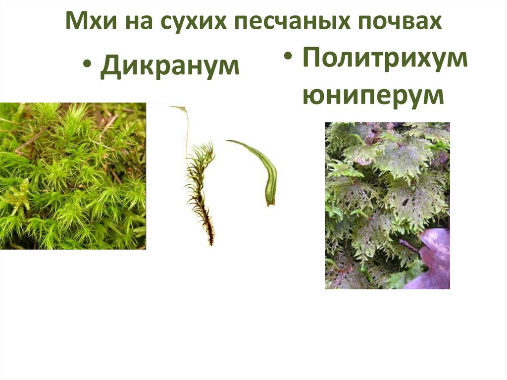 Мхи на сухих песчаных почвах