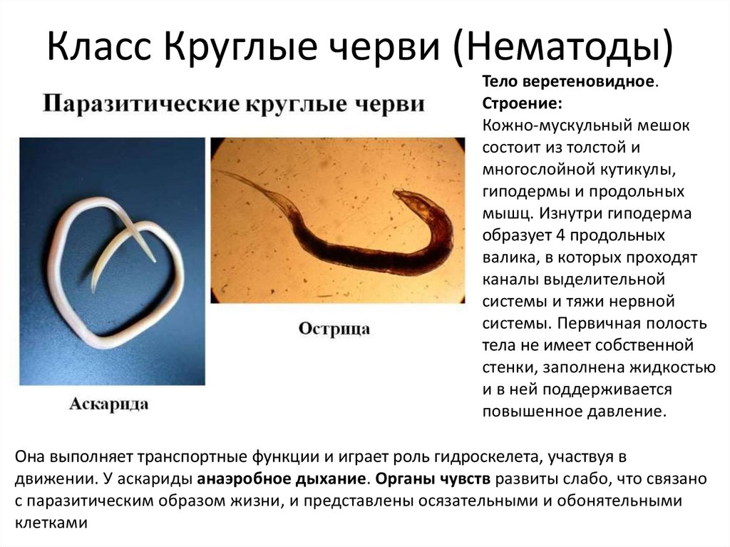 Тип круглые черви нематоды.