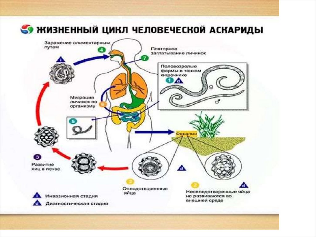 Стадия жизненного цикла червя. Жизненный цикл аскариды человеческой схема. Цикл развития аскариды. Цикл развития аскариды человеческой. Аскаридоз цикл развития.