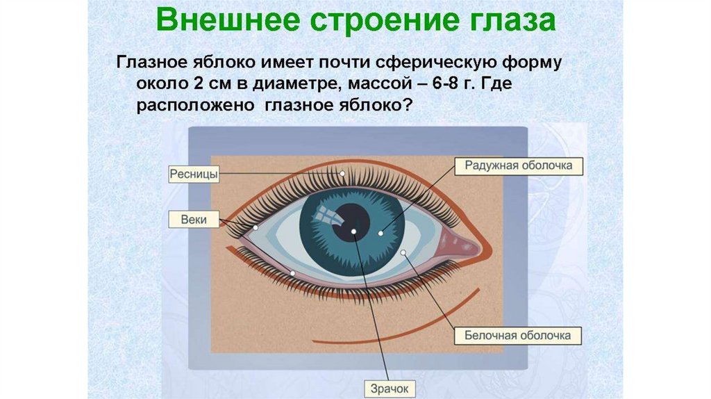 Егэ глаз задания. Строение зрительного анализатора глазное яблоко. Орган зрения 8 класс биология. Схема строения глазного анализатора. Орган зрения и зрительный анализатор 8 класс.