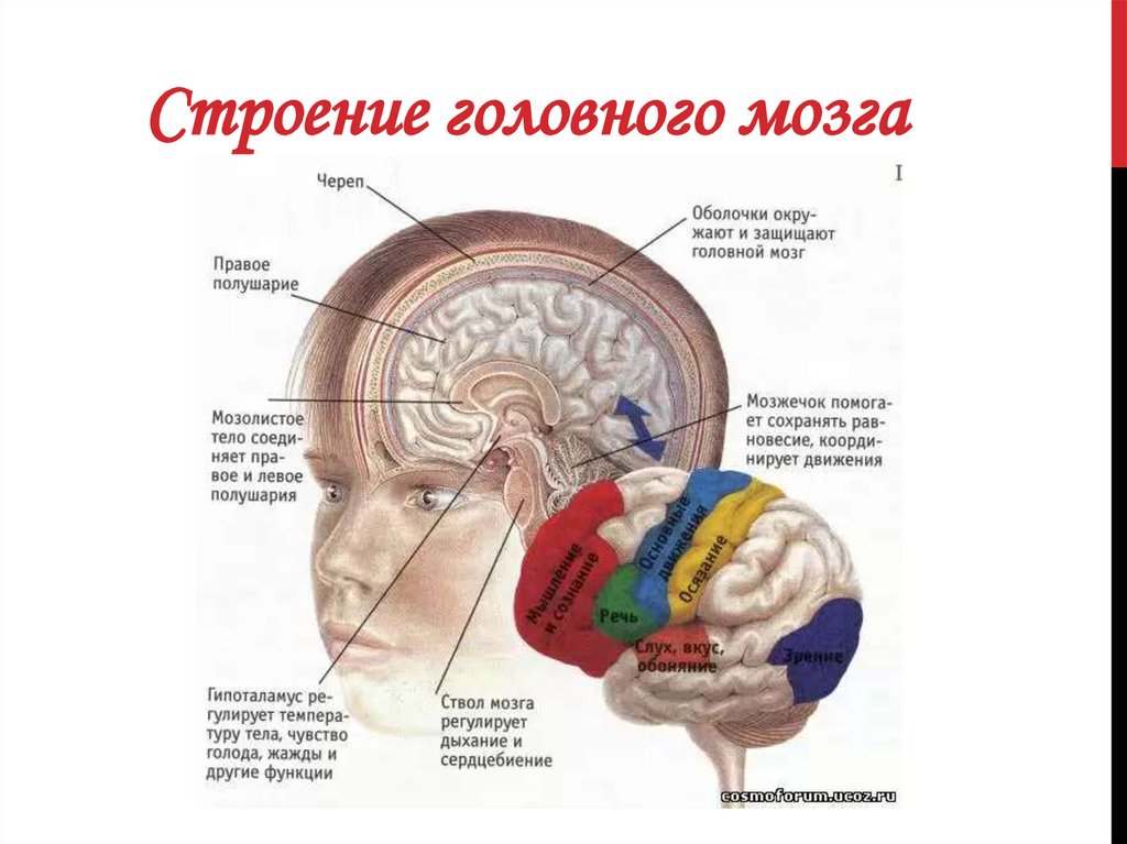 Мозг расположение и функции. Расположение головного мозга. Строение головного мозга человека. Расположение головного мозга в черепе. Мозг и слух.