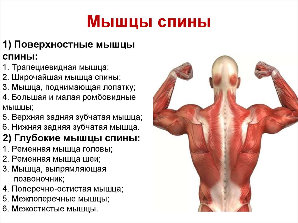 Поясница какие мышцы. Мышцы спины группы функции. Широчайшая мышца спины вид сбоку. Общая характеристика поверхностных мышц спины. Поверхностные мышцы спины функции.