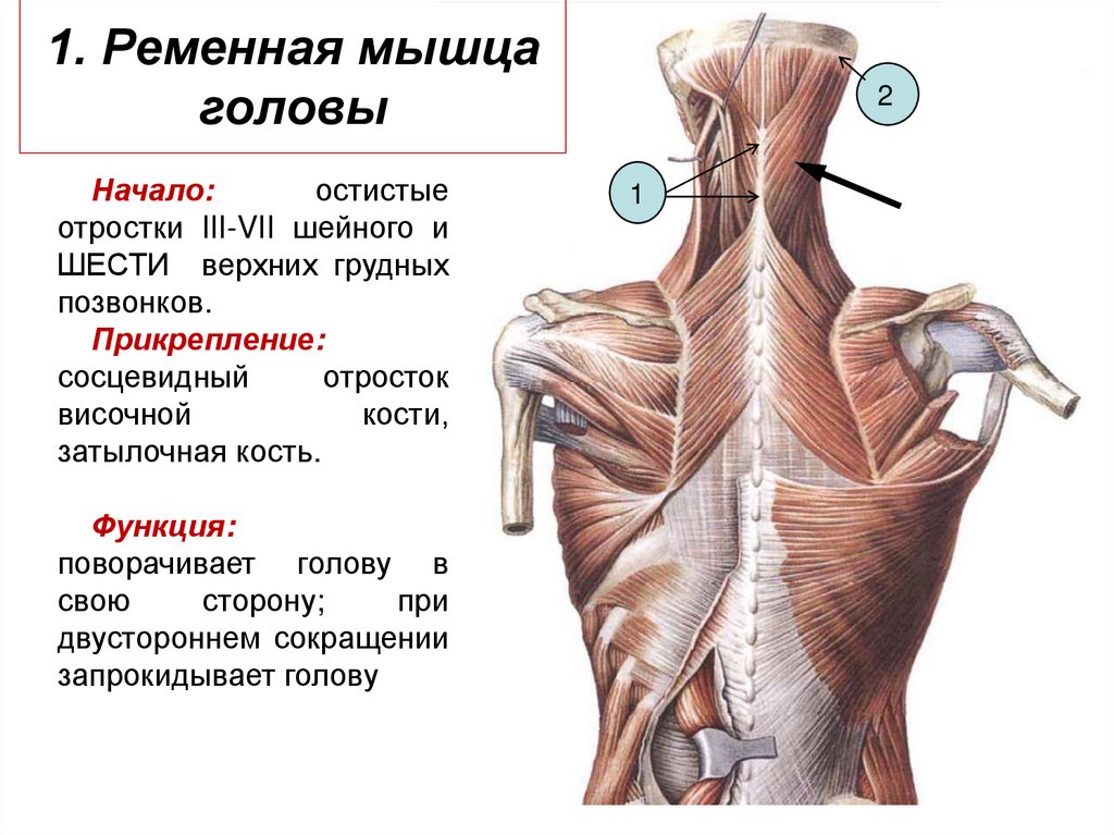 Функции мышц спины ромбовидная мышца. Малая ромбовидная мышца анатомия. Большая и малая ромбовидные мышцы функции.