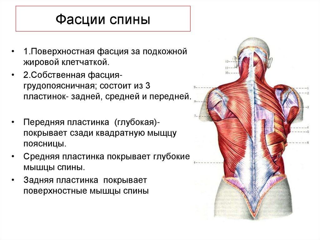 Фасции спины. Пояснично-грудная фасция анатомия. Грудино поясничная фасция. Поверхностные мышцы и фасции спины.