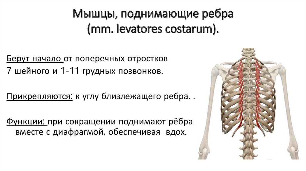 Малая грудная мышца функции