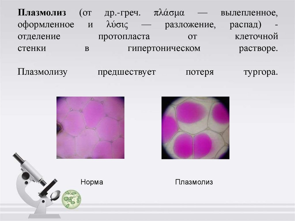 Влияние солей тяжелых металлов на плазмолиз протопласта растительной клетки проект