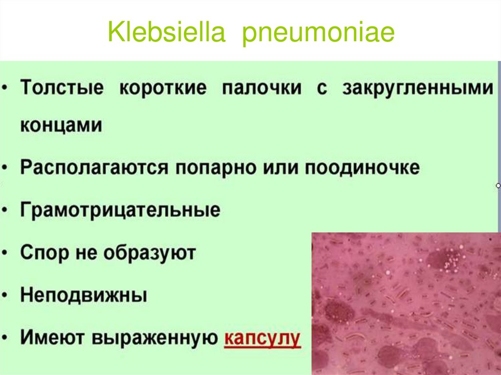 Заболевания вызванные почвой. Klebsiella pneumoniae презентация. Klebsiella pneumoniae факторы патогенности. Klebsiella pneumoniae биохимические свойства.
