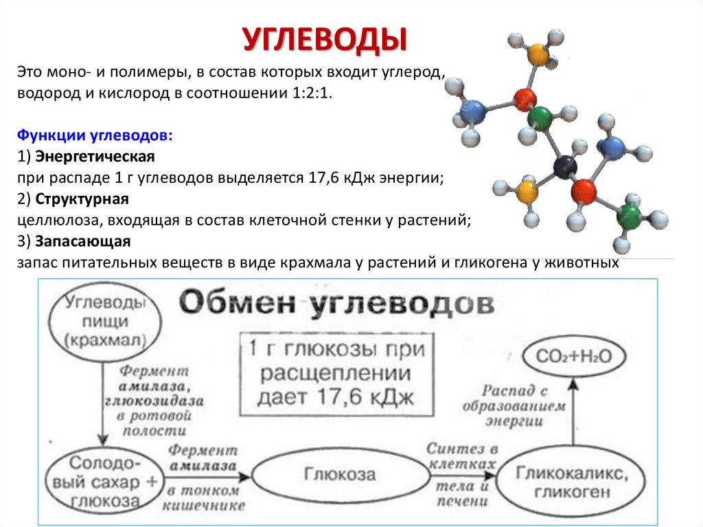 Полимеры образование. Пластический обмен углеводов. Превращение питательных веществ в пластическом обмене. Участвует в пластическом обмене у простейших. Каково участие в пластическом обмене белки.