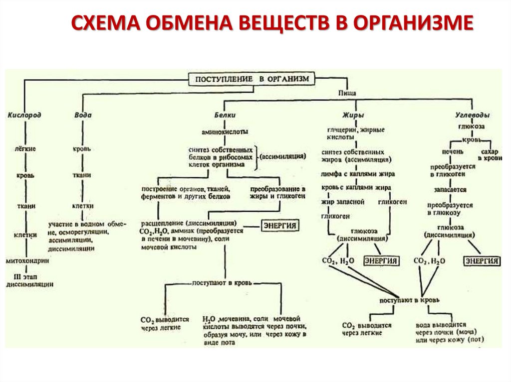 Схемы обмена белков жиров и углеводов