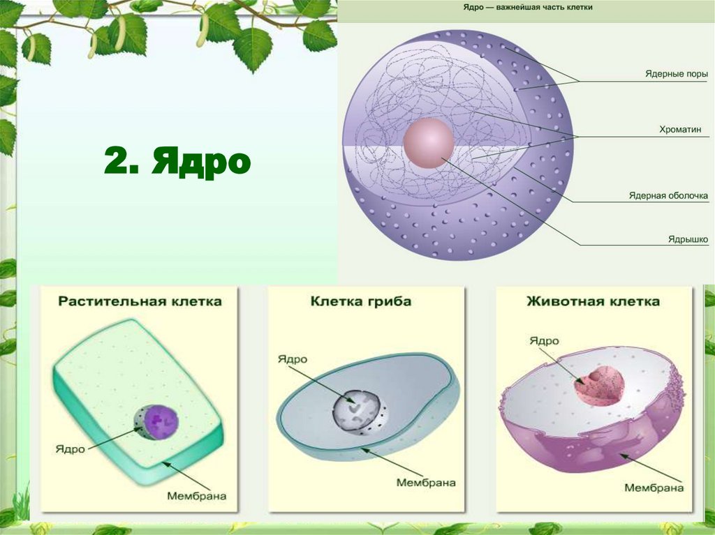 Наличие ядра растительной клетки. Строение ядра клетки 9 класс биология. Строение ядра биология. Ядро и ядрышко строение. Строение ядра животной клетки.