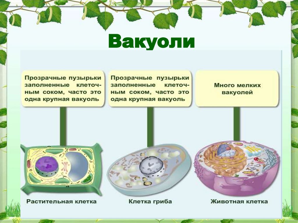 Какова роль клетки в одноклеточном организме. Функции вакуоли в животной клетке. Центральная вакуоль растительной клетки функции. Функции вакуоли в растительной клетке. Функции вакуолей в растительной клетке.