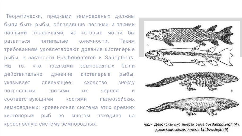 Древние земноводные произошедшие от древних рыб