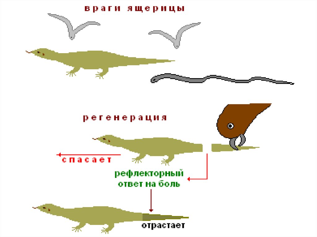 Для чего необходима регенерация ящерицам. Регенерация у животных. Пресмыкающиеся регенерация. Регенерация хвоста у ящерицы. Регенерация конечности Тритона.