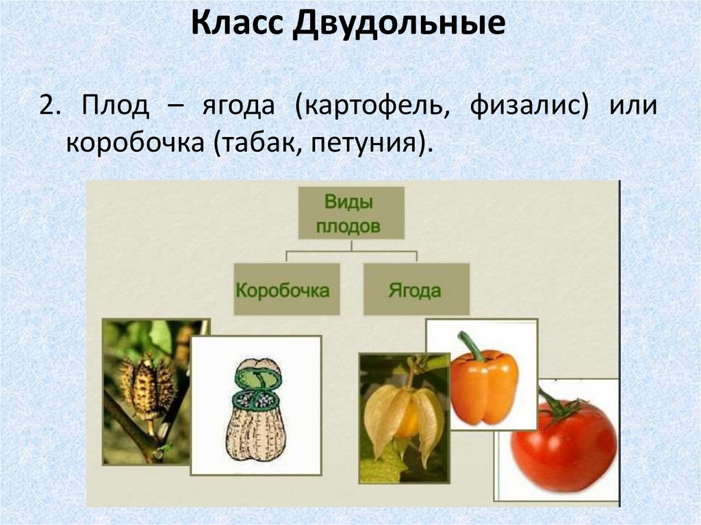 Семейства класса двудольные презентация