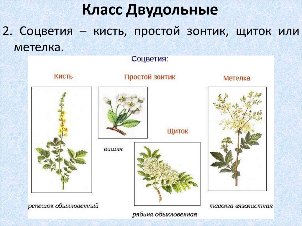 Семейства класса двудольные презентация