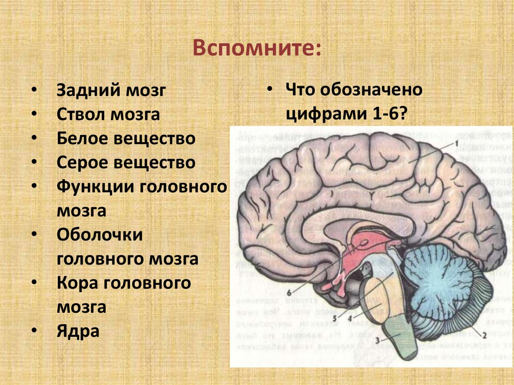 Ствол мозга образуют. Задний мозг анатомия ствола. Ствол головного мозга это отдел головного мозга. Строение отделов головного мозга задний мозг. Структуры ствола мозга.