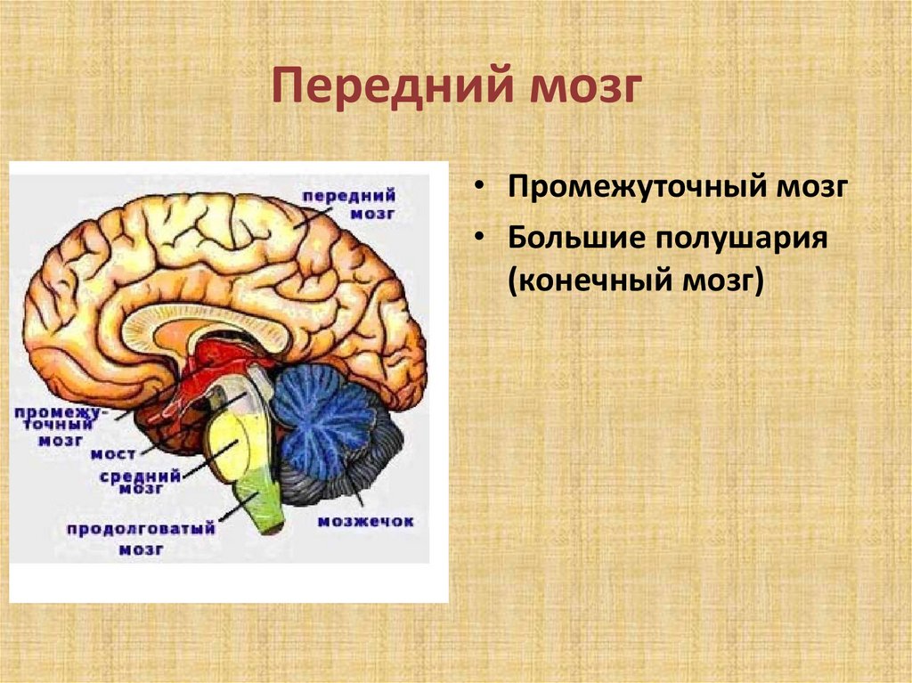 Задний отдел головного мозга состоит. Передний мозг промежуточный и большие полушария. Передний мозг: промежуточный мозги большие полушария. Строение и функции переднего отдела головного мозга. Функции промежуточного и переднего мозга.