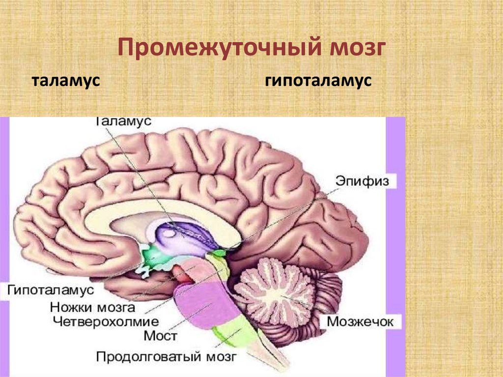 Промежуточный мозг образования