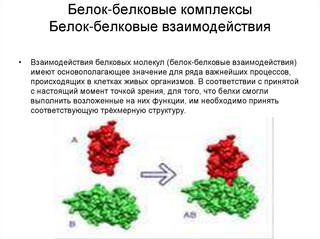 Первые белковые. Белок-белковые взаимодействия ферментов. Белок белковое взаимодействие схема. Механизм белок белкового взаимодействия. Механизм белок белкового взаимодействия ферментов.