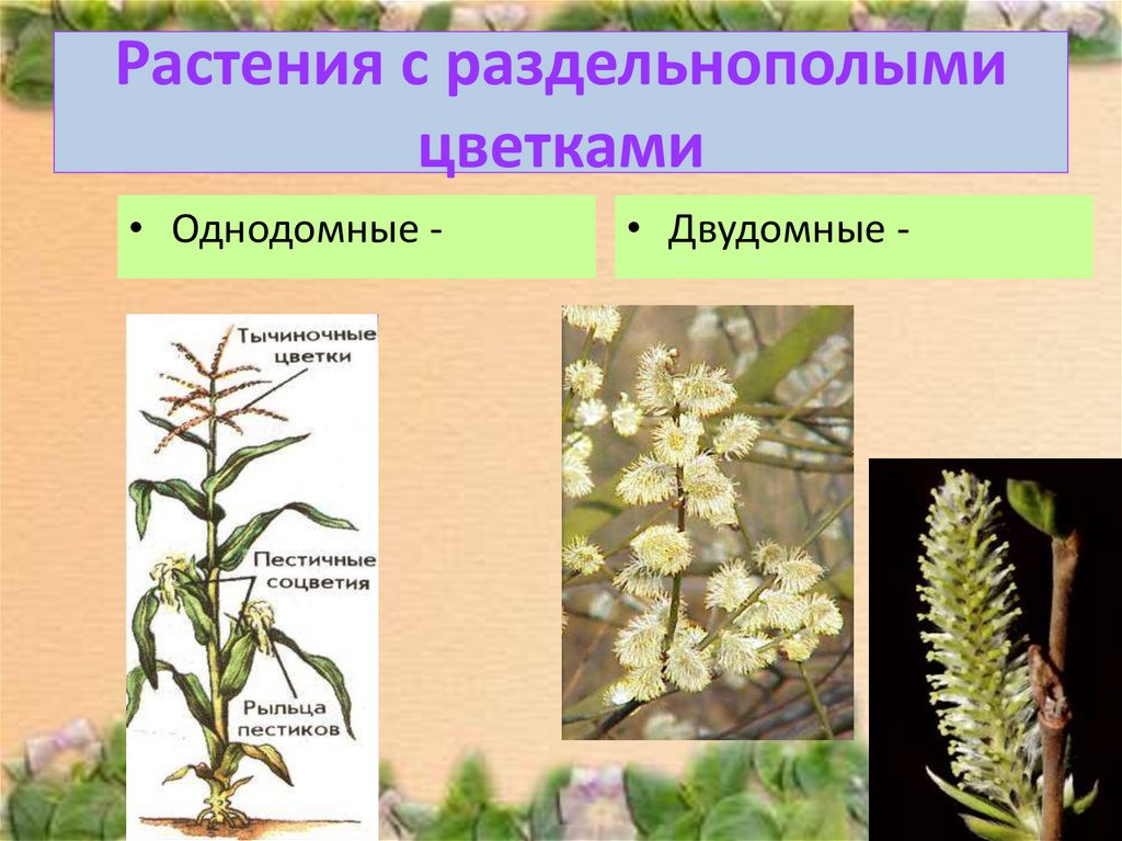 Финиковая пальма однодомное или двудомное растение