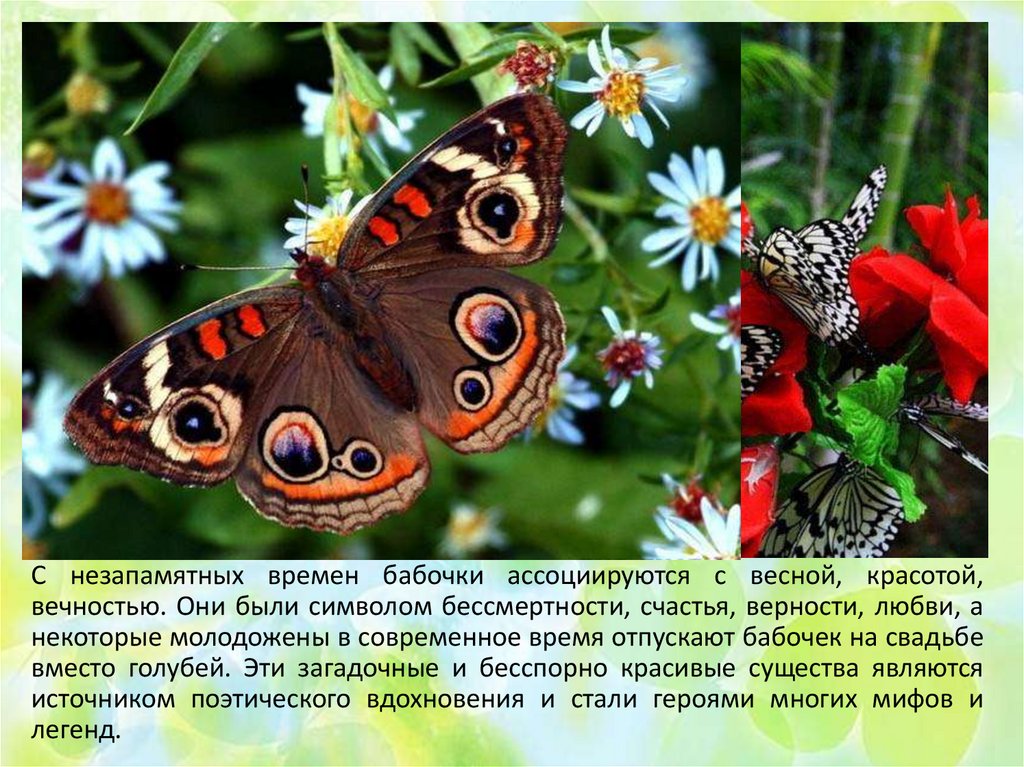 Интересные факты о бабочках - презентация онлайн