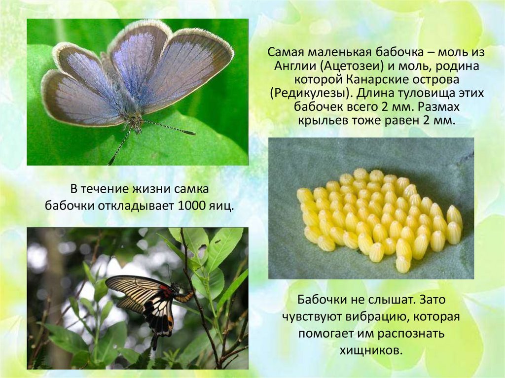 Сведения о бабочках 2 класс окружающий мир. Бабочки моли самая маленькая. Факты о бабочках. Самые интересные бабочки. Интересные факты о бабочках самая мелкая бабочка.