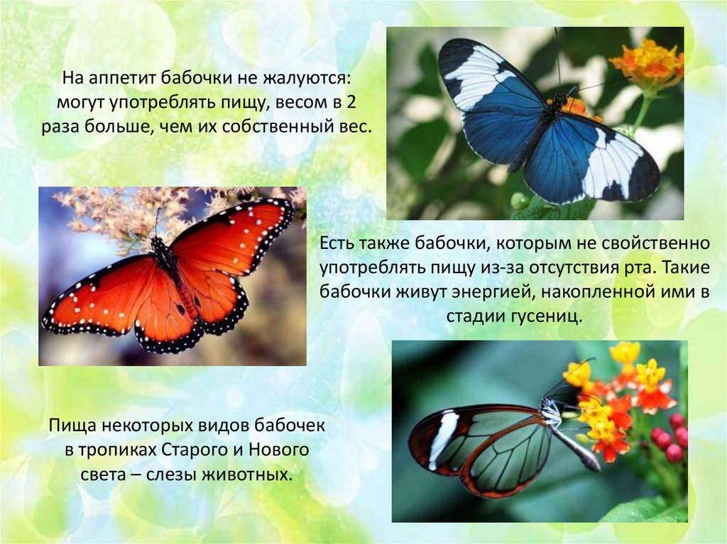 Сведения о бабочках 2 класс окружающий мир. Бабочки для презентации. Интересные факты о бабочках. Интересеные факт ыо баочках. Интересные сведения о бабочках.