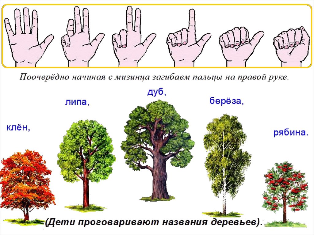 Презентация деревья старшая группа