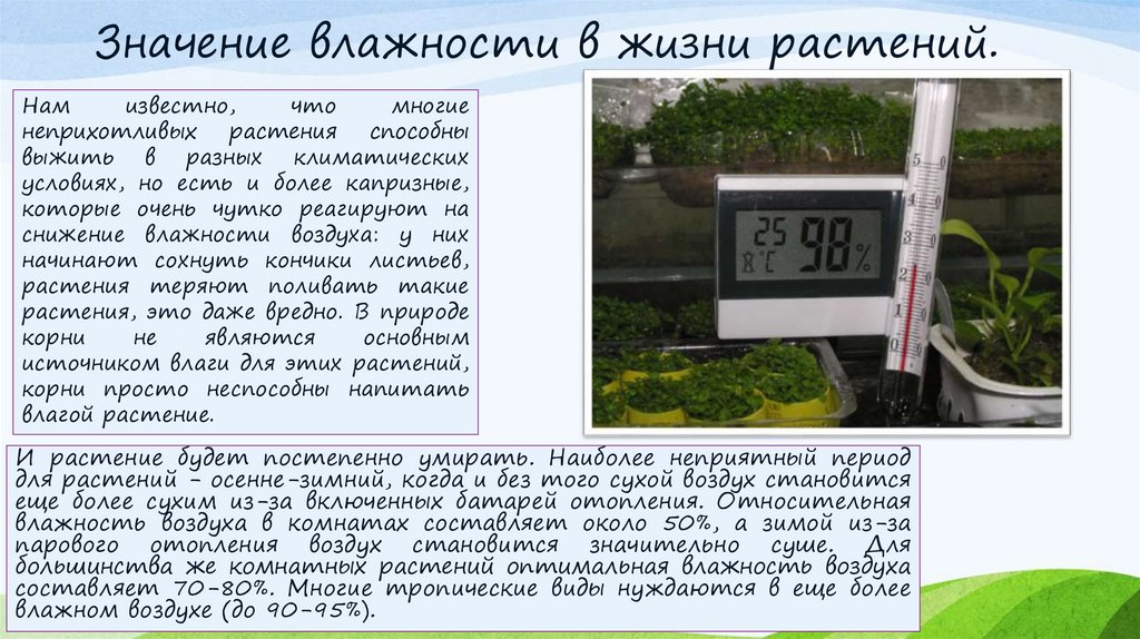 Настройка влажности. Влажность для растений. Влажность в жизни человека. Растения живущие в низкой влажности. Значение влажности воздуха в сельском хозяйстве.