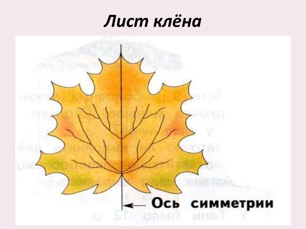 Осевая симметрия кленовый лист рисунок