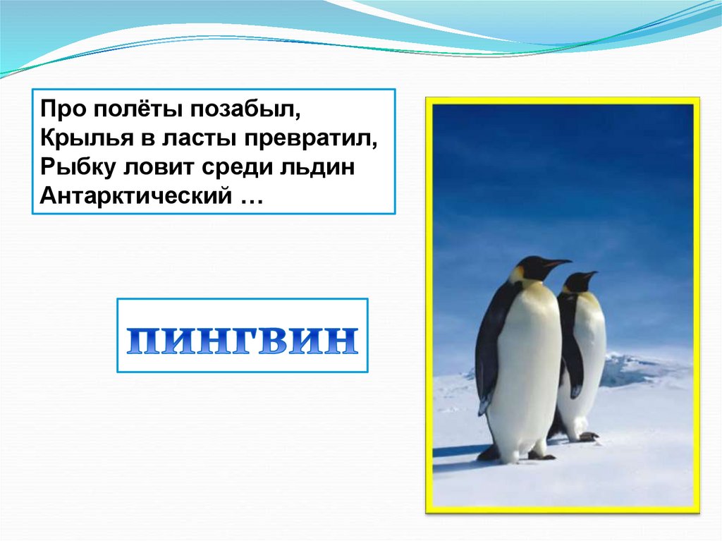 Антарктида словарное слово. Загадка про пингвина. Загадка про пингвина для детей. Стих про пингвина. Детские загадки про пингвина.