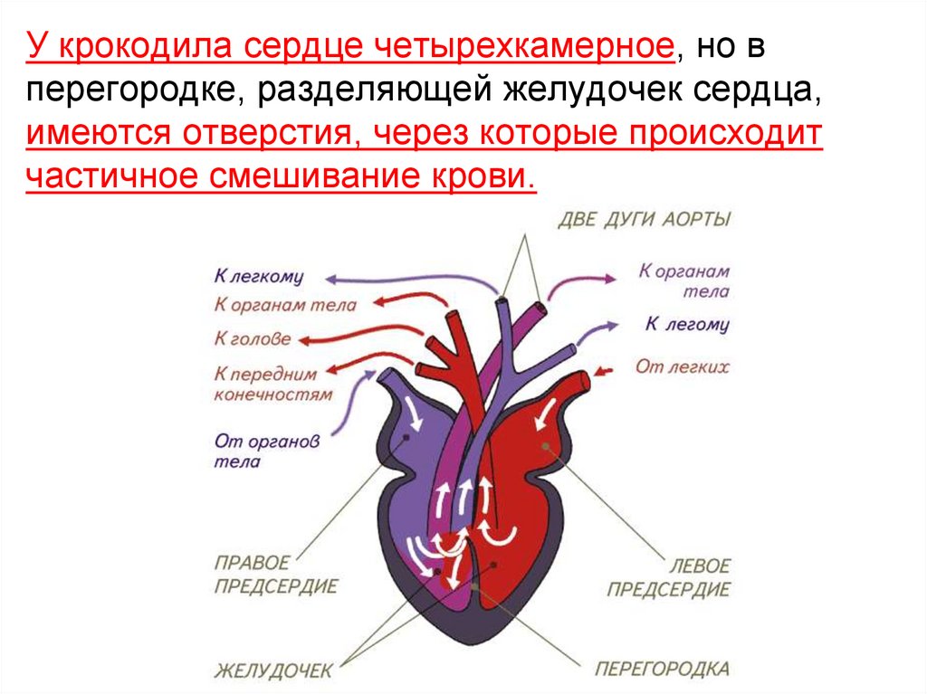 Отделы сердца пресмыкающиеся. Кровеносная система крокодила схема. Строение кровеносной системы крокодила. Сердце крокодила четырехкамерное. Схема строения сердца крокодила.