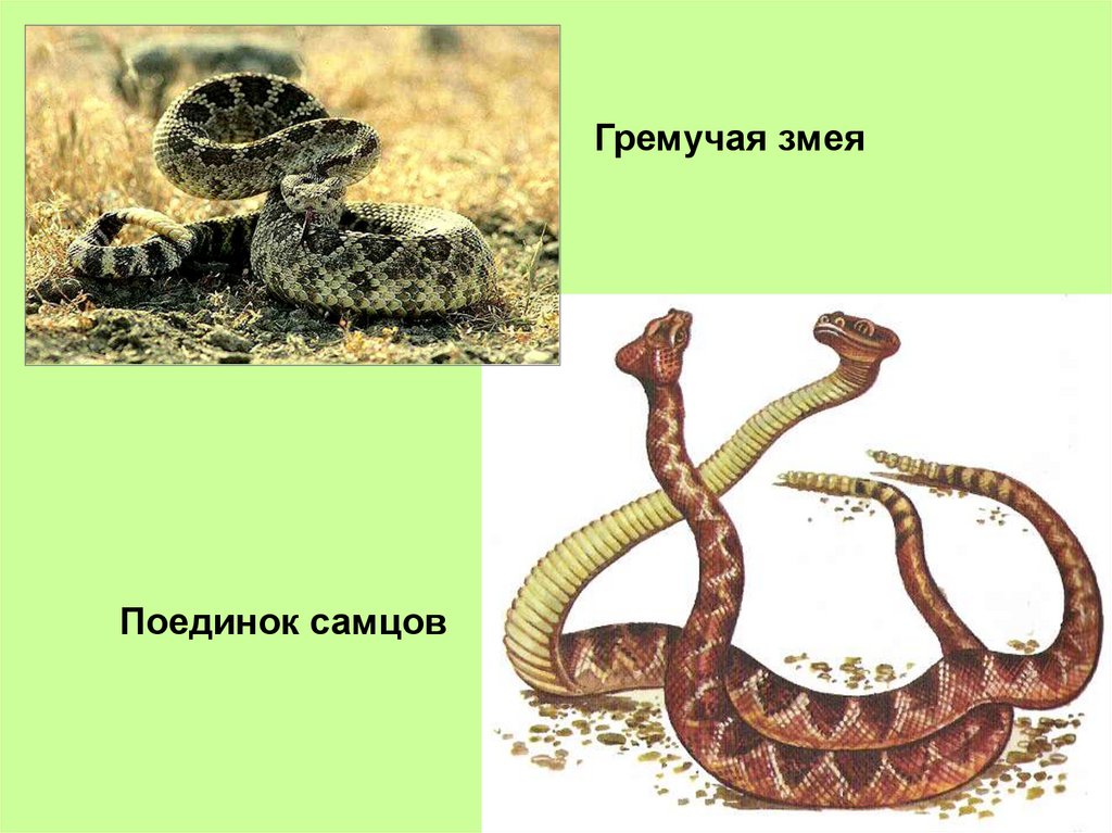 Какой признак внешнего строения змеи. Внешнее строение змеи. Змея строение органов. Строение змеи в картинках. Анатомия змеи.