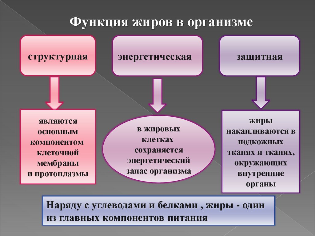 Польза и вред жиров