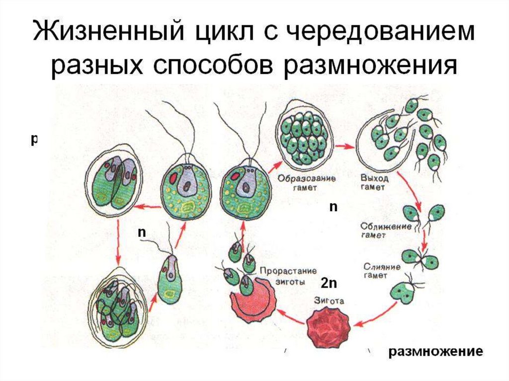 Размножение водорослей схема