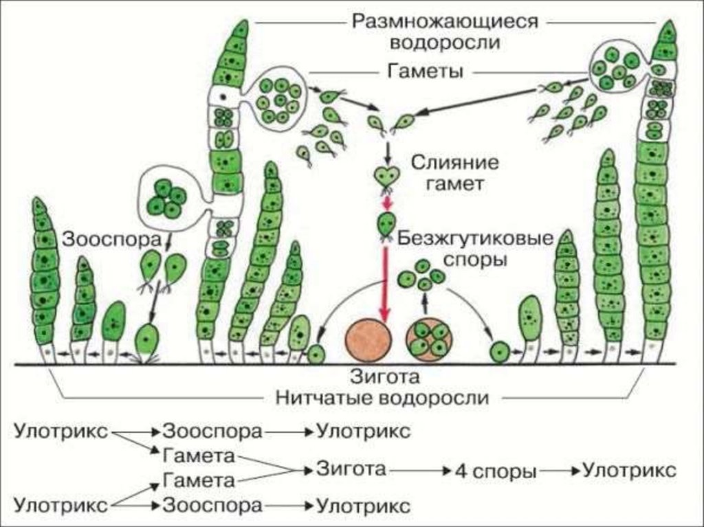 Каким номером на рисунке обозначен процесс бесполого размножения улотрикса