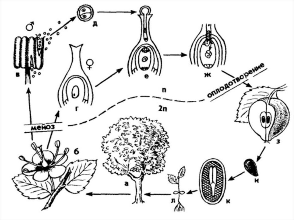 Генеративные водоросли. Цикл развития покрытосеменных схема. Жизненный цикл покрытосеменных схема. Жизненный цикл покрытосеменных растений схема. Цикл размножения покрытосеменных растений.