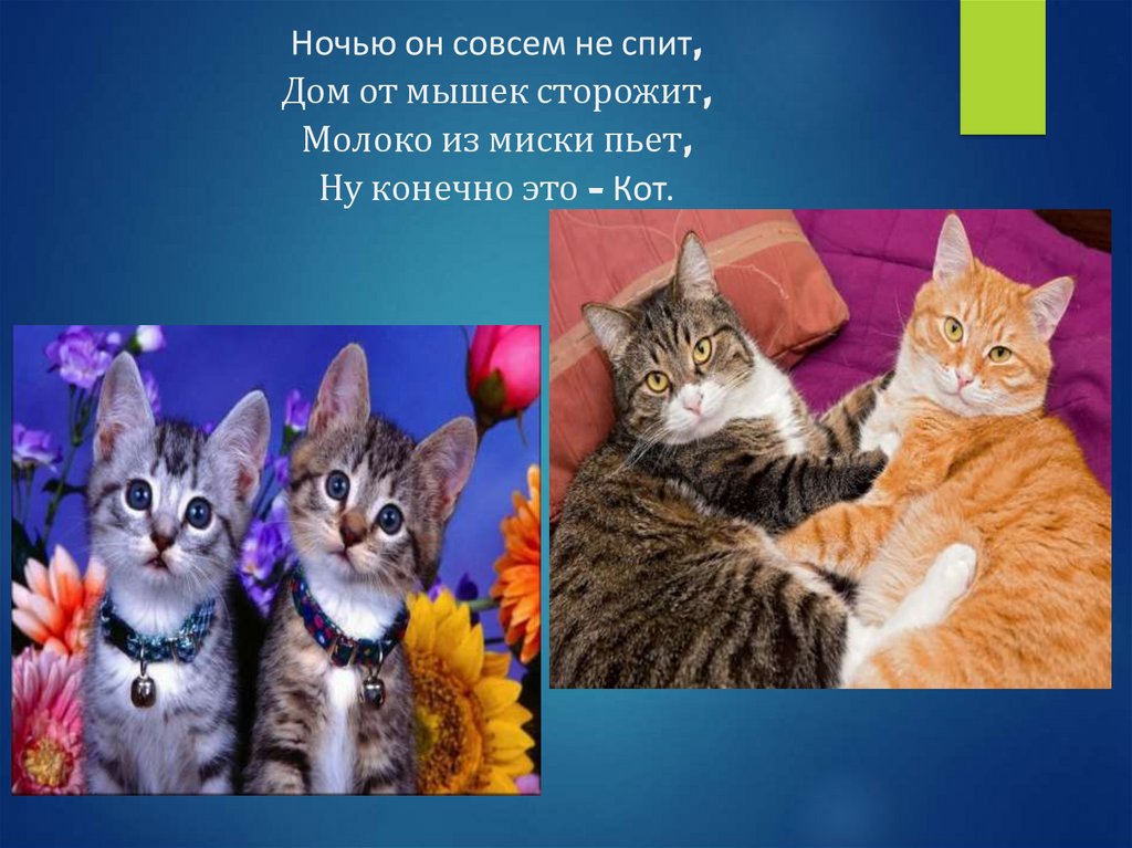 День кошек презентация для детей. Презентация про кошек. Домашние кошки слайд для детей. Название для презентации о кошках.