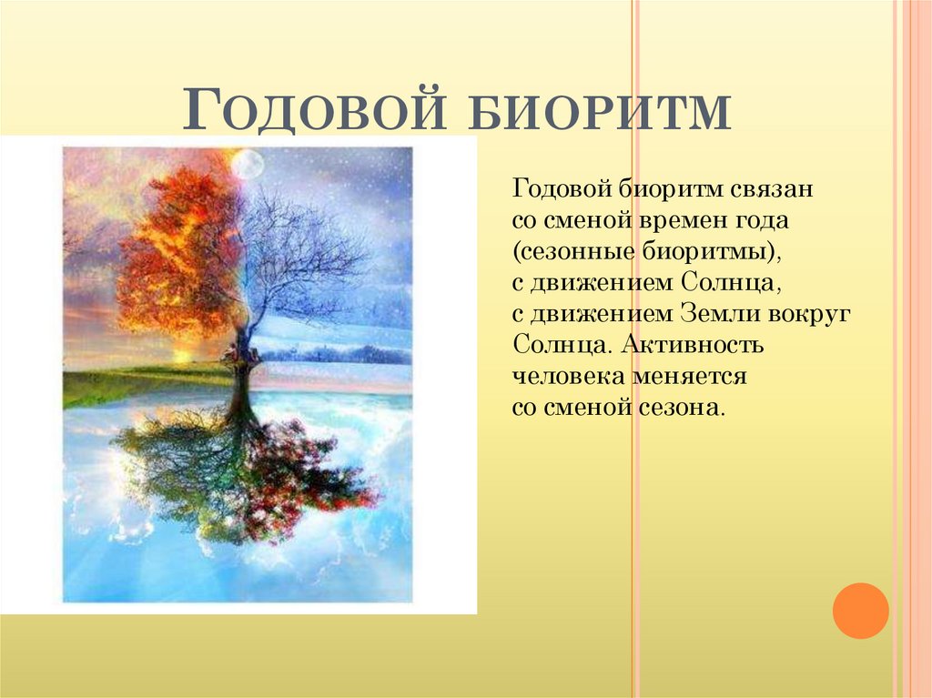 Ритмичность в биологии рисунок