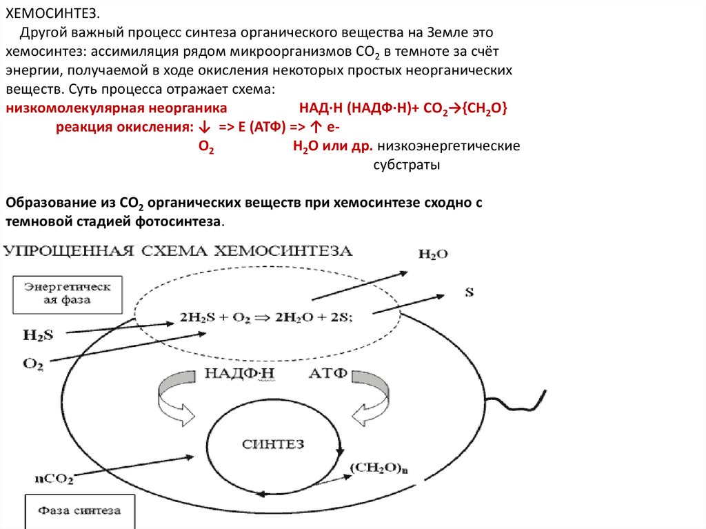 Фотосинтез хемосинтез презентация