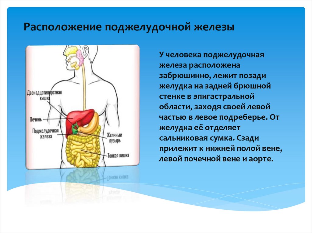 Расположение поджелудочной железы в организме человека