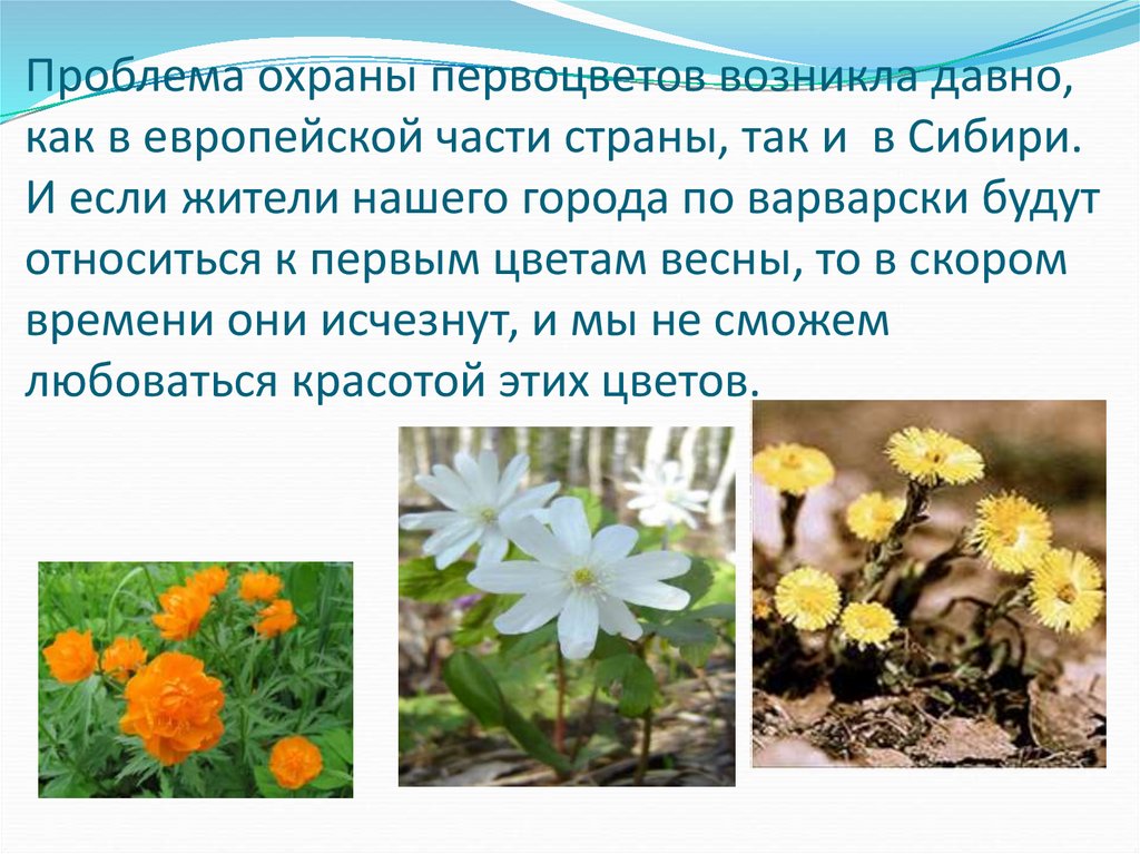 Первоцветы в сибири фото с названиями и описанием