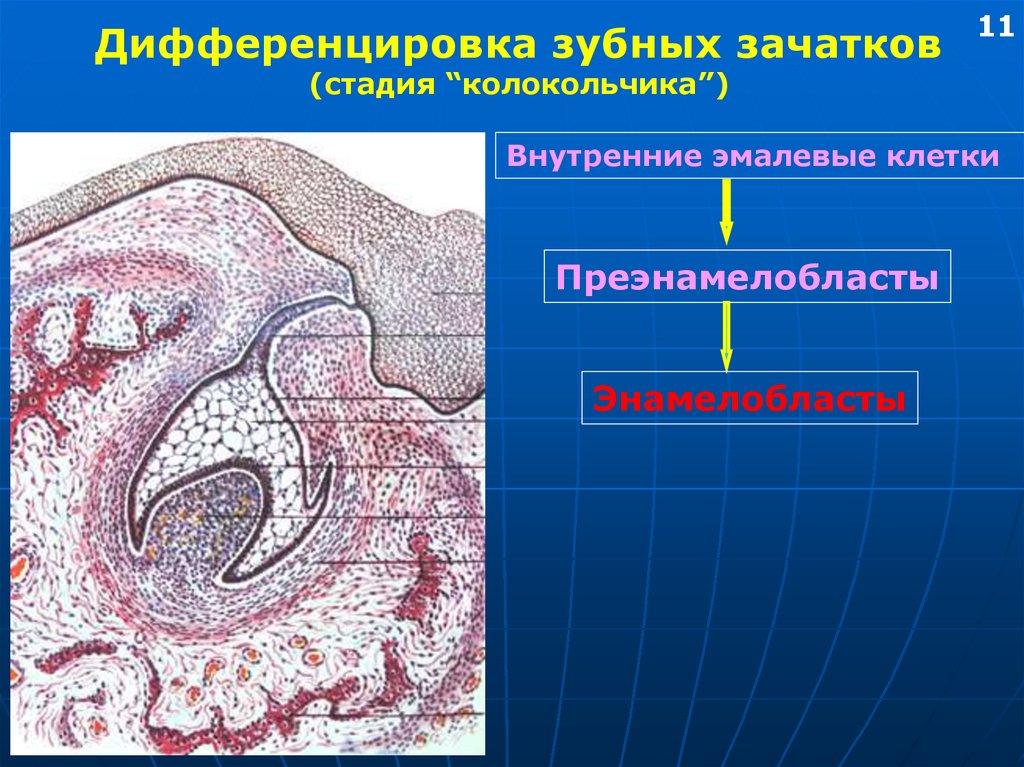 Развитие зуба презентация