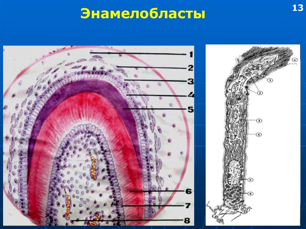 Зуб гистология рисунок