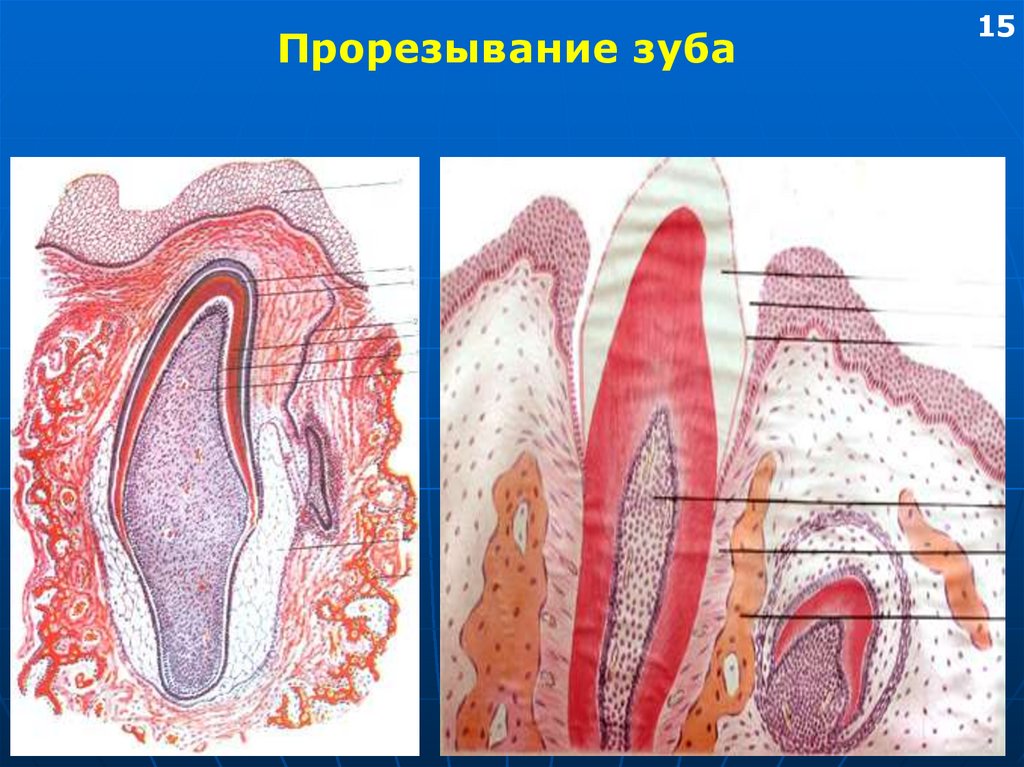 Стадии развития зуба
