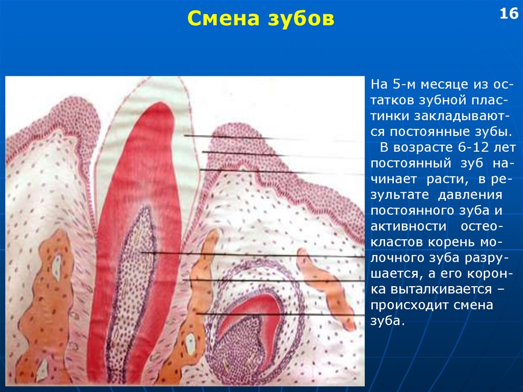 Развитие зуба презентация