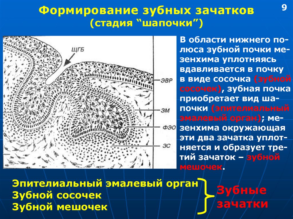 Развитие зуба схема гистология